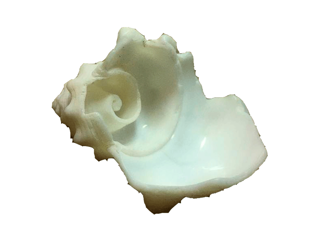  Tros de caracola de mar