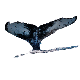 Cua de Balena que surt de l'aigua, Cola de Ballena que sale del agua