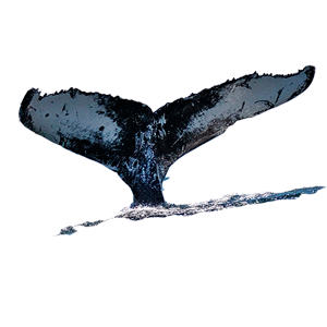 Cua de Balena que surt de l'aigua, Cola de Ballena que sale del agua