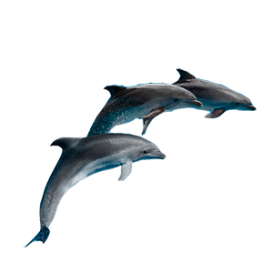  3 Dofins grisos que están saltant