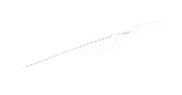 Imatge: Esqueleto de La Balena de El Prat que estava instalada en la entrada del zoo de bcn fin 2018.