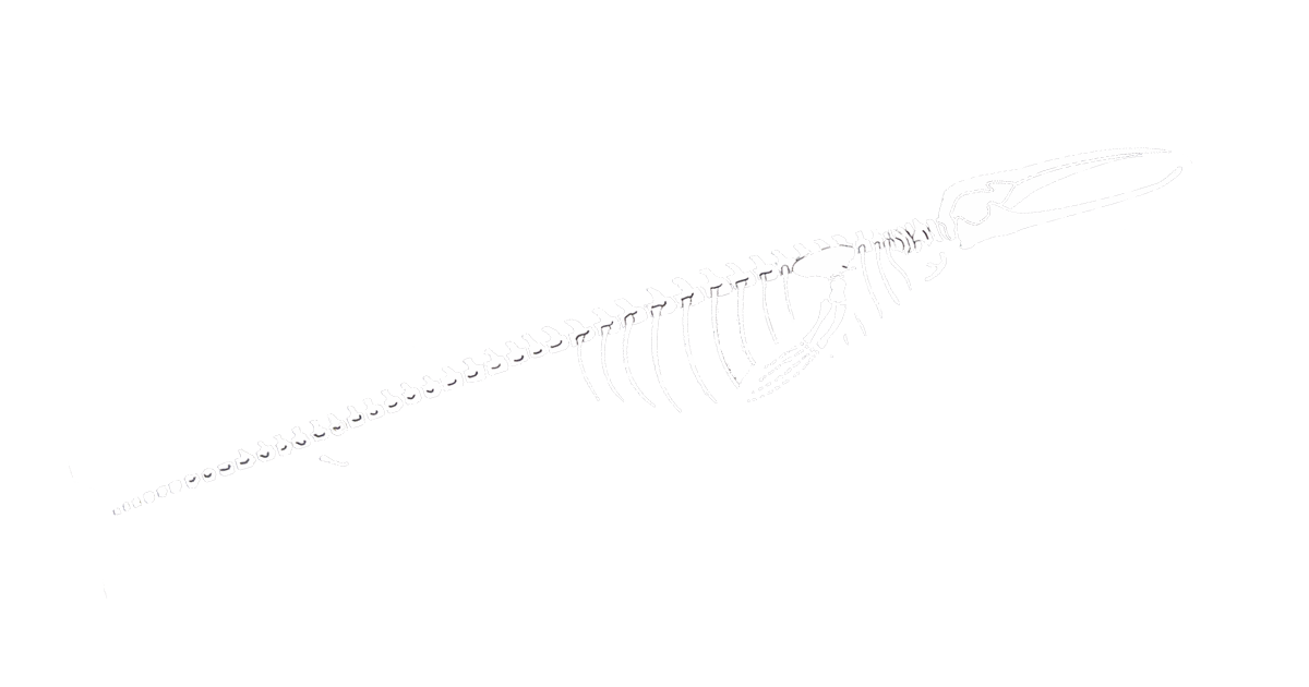  Imatge: Esqueleto de La Balena de El Prat que estava instalada en la entrada del zoo de bcn fin 2018.