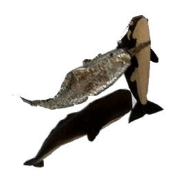 Orca, Narval i Balena Peluix de Alex de Lucena