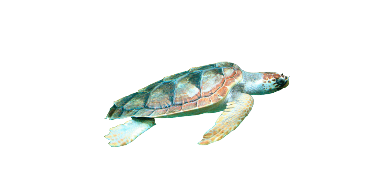 Tortuga marina Caretta Caretta