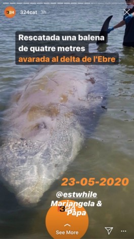  Imatge: captura pantalla noticia d'una balena varada a la platja del delta el dia 23 de maig 2020