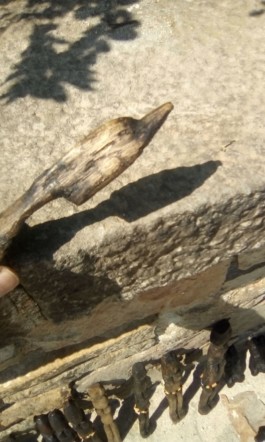 Ibrahima Seydi agafa amb una ma la seva escultura d'un dofí de fusta , Ibrahima Seydi coge con una mano su escultura de un delfin de madera, Ibrahima Seydi takes his wood dolphin sculpture by the hand
