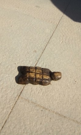 Escultura de Tortuga de terrestre de fusta d'Ibrahima Seydi al terra, Escultura de Tortuga terrestre de madera de Ibrahima Seydi en el suelo, Tortoise Turtle wood sculpture displayed on the floor