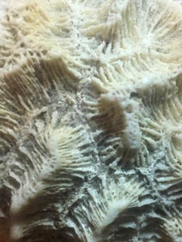 Imatge: detall de coral fosil.