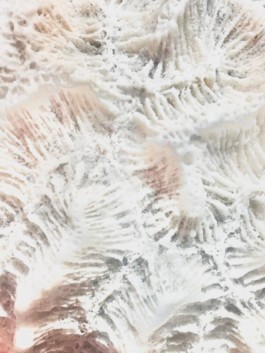 Imatge: detall de coral fosil.