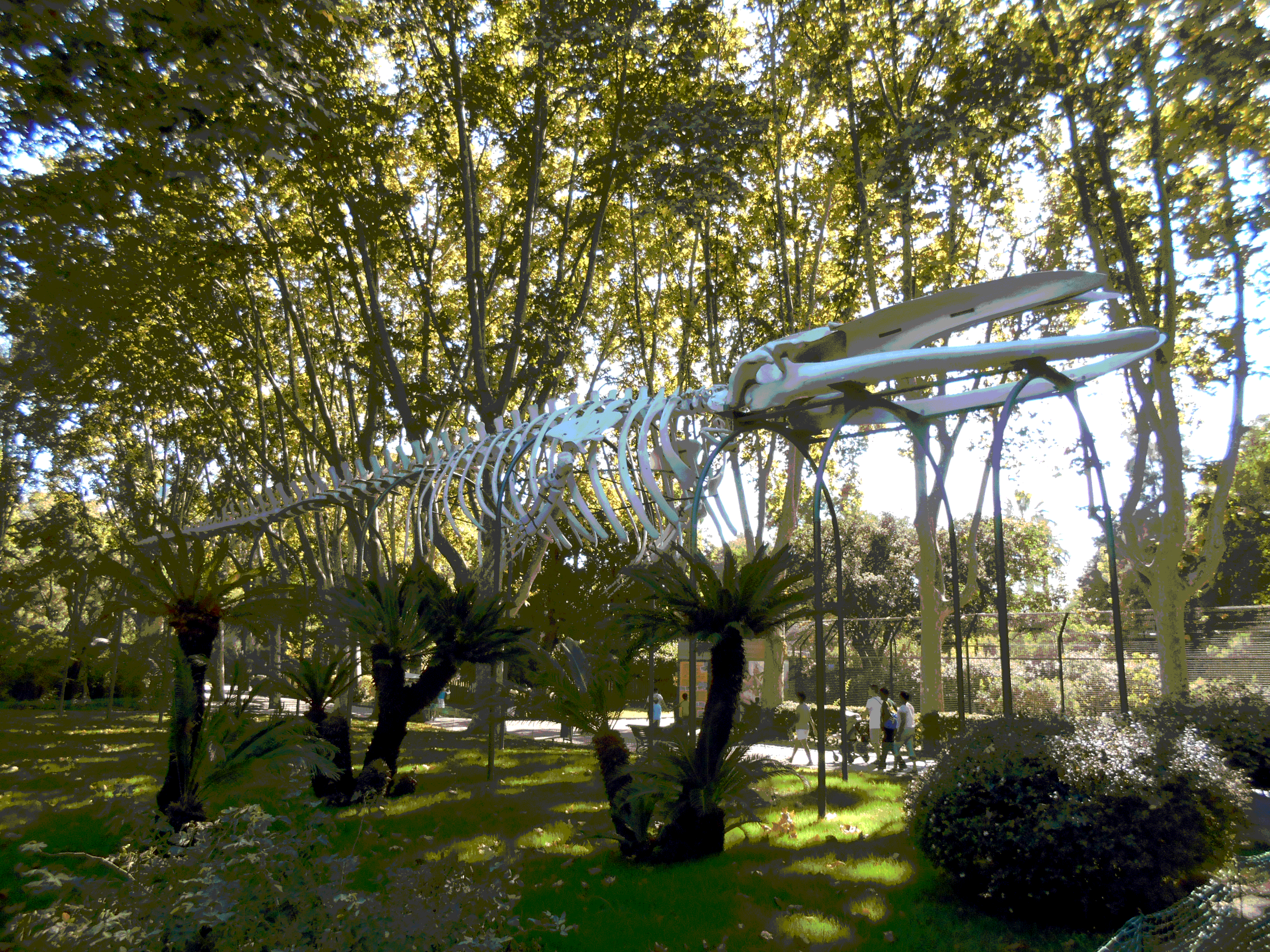 Gif: Balena de El Prat instal·lada al Zoo de Bcn que es despenja i marxar al fons del mar, animació feta per Consol Llupià