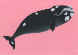 Dibujo de Evripides & His Tragedies titulado Right Whale, sobre fondo rosa dibujo en Blanco y negro y grises una Ballena del tipo Franca de perfil hacia la izquierda.