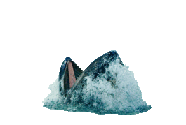 Gif: Balena que surt el cap de l'aigua