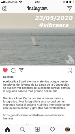  Captura de pantalla de IG Ecolocaliza, fotografia de Ana Cerpa del día 23-mayo-2020, un dia despues de la Vibraera_ un avistamento de rorcual común jugando con un delfin en Levante línea concepción