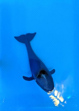  En fondo azul y desde arriba se ve una figura de una ballena en una bañera, reflejo de la luz en el agua aportación de Alan y Beatriz