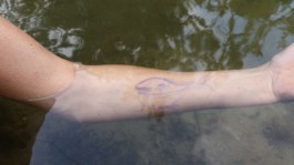 Captura de pantalla de Fiona Capdevila, fons d'aigua un braç summergit amb un dibuix d'una balena amb boligrad