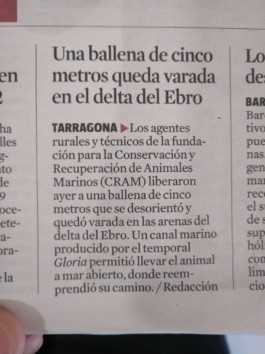  Recorte d'un article titulat: Una Ballena de 5 metros queda varada en el Delta del Ebro, los agentes rurales ayudaron a liberar una Ballena que se desorientó y quedó varada en los arenales del Delta del Ebro.Un canal marino que se abrió durante el temporal Gloria permitió llevar el animal de vuelta al mar abierto donde reemprendió su camino.