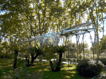  gif animado de l'esquelet de La Balena de el Prat fins el mar.